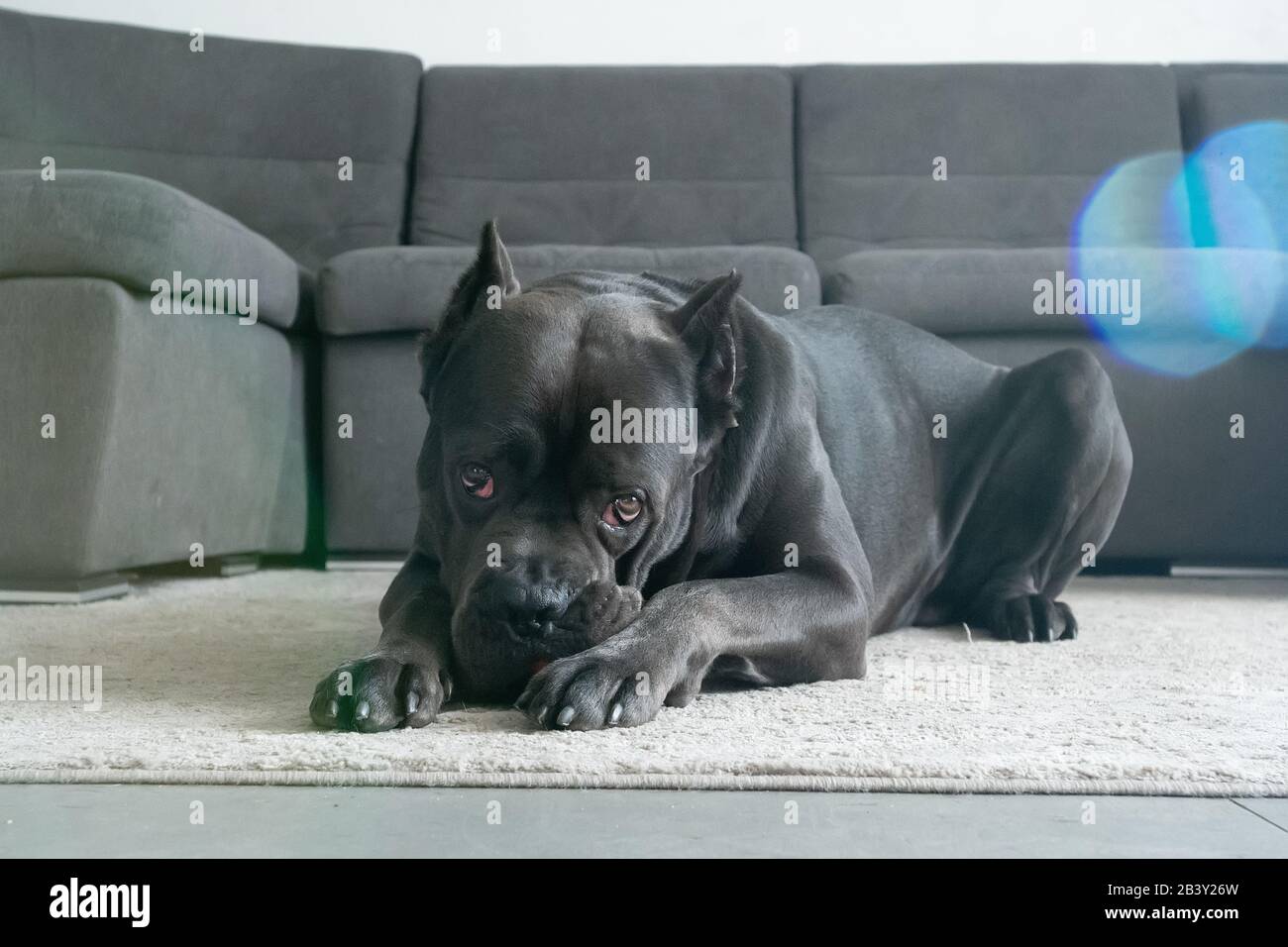 Cane corso big boy chewing red ball toy on the floor Stock Photo Alamy