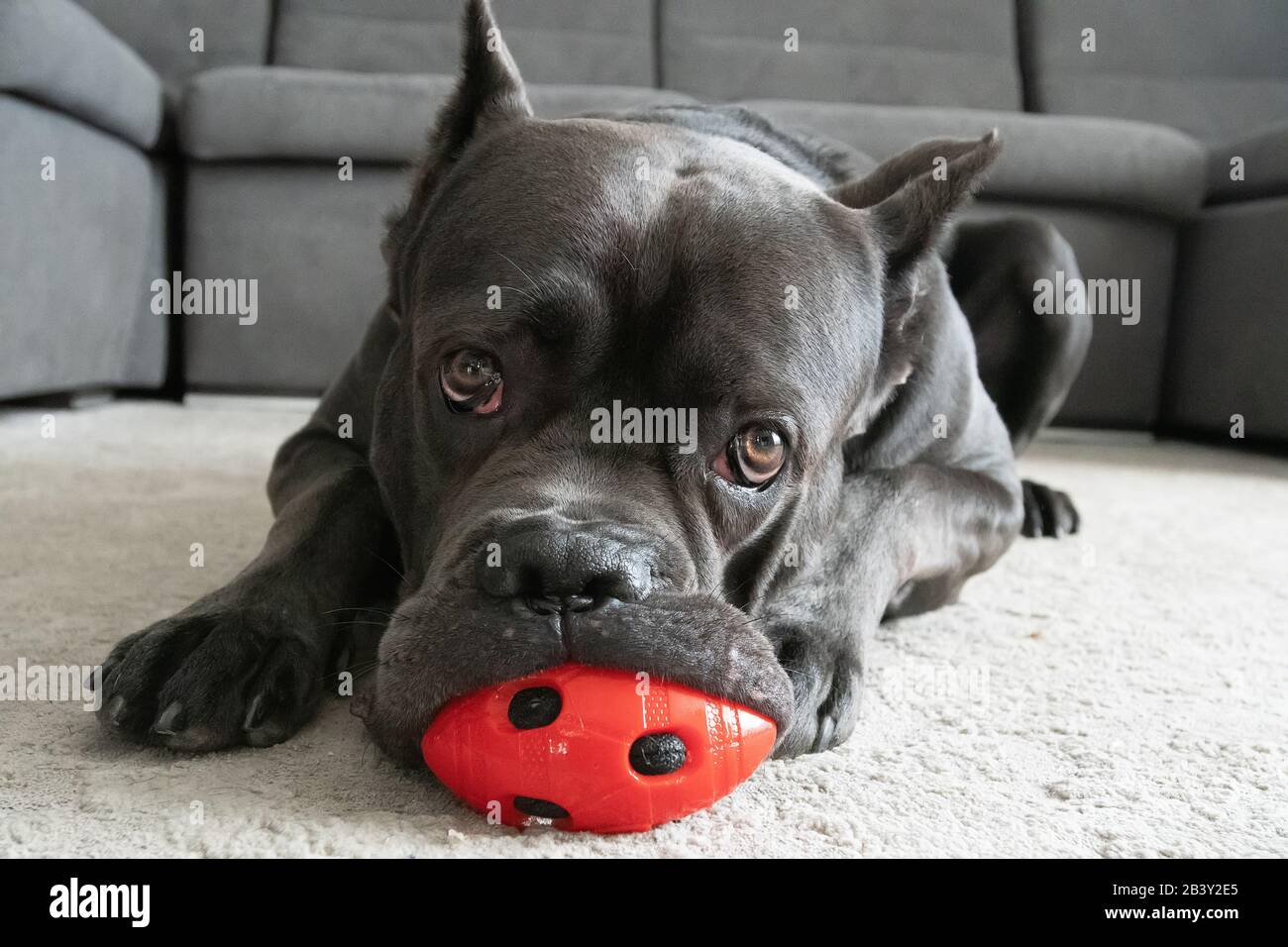Cane corso big boy chewing red ball toy on the floor Stock Photo Alamy
