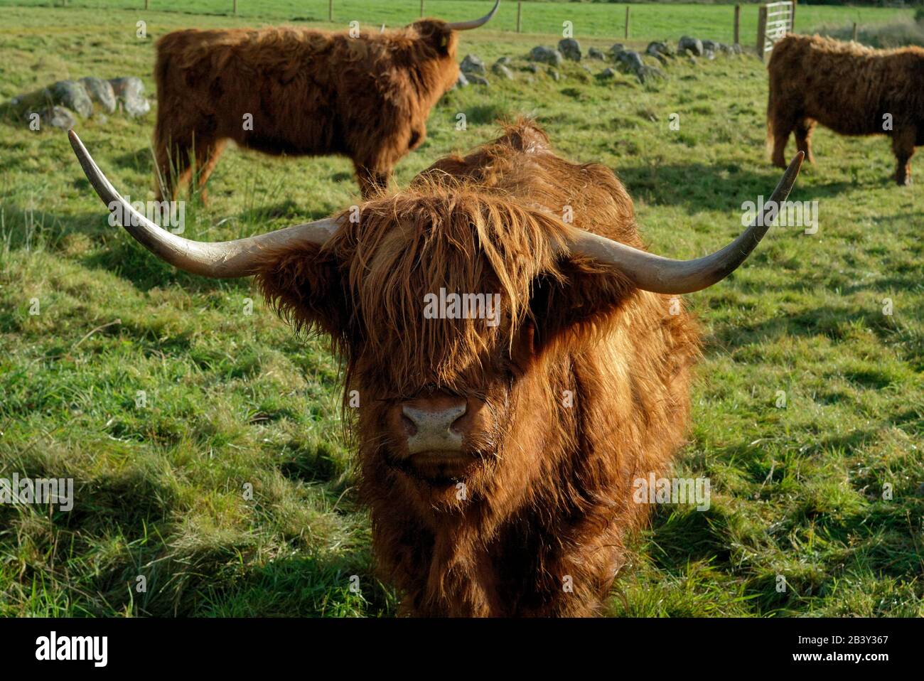 Highland cow breed with hairy shaggy coat hi-res stock photography and ...