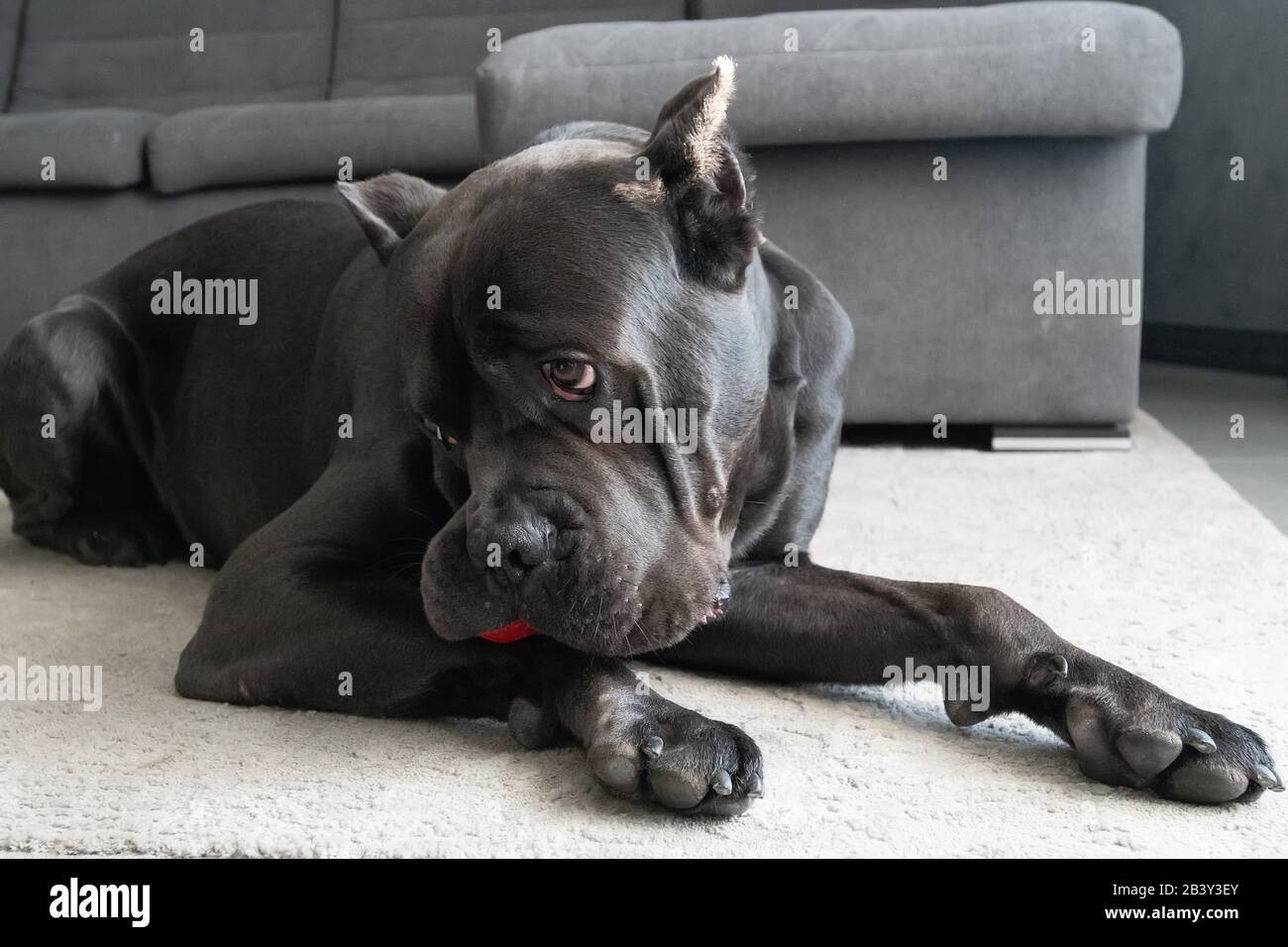 Shy cane corso dog with toy ball looking aside Stock Photo