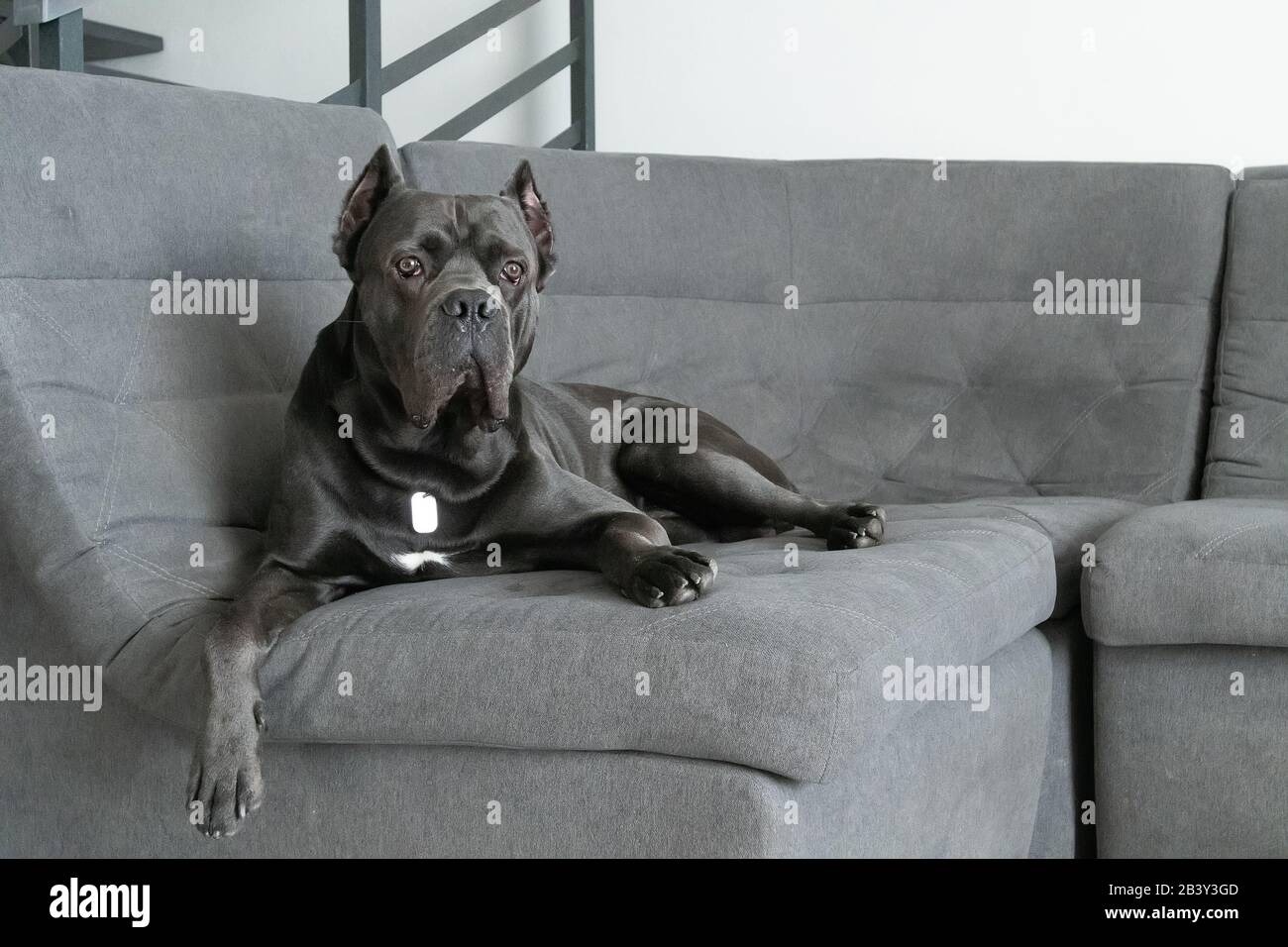 Grand cane corso grey color lies on sofa like a king Stock Photo Alamy