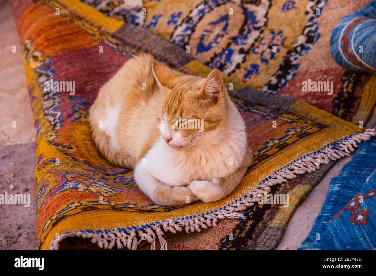Cat Morocco High Resolution Stock Photography And Images Alamy