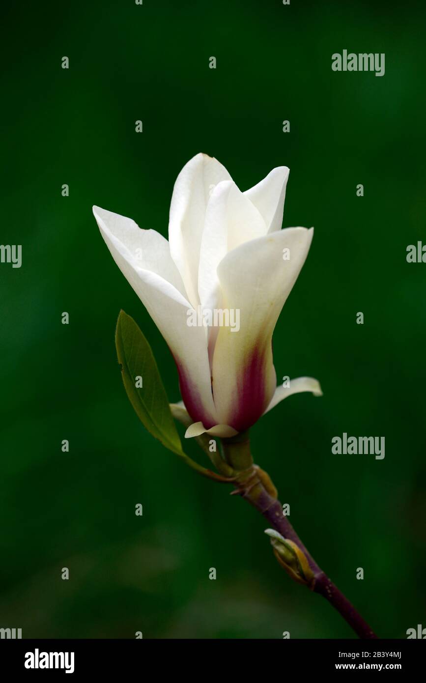 magnolia denudata sunrise,goblet shaped flowers,cream white flowers red flare,flowering,spring,tree,trees,compact chinese magnolia,small magnolias,RM Stock Photo