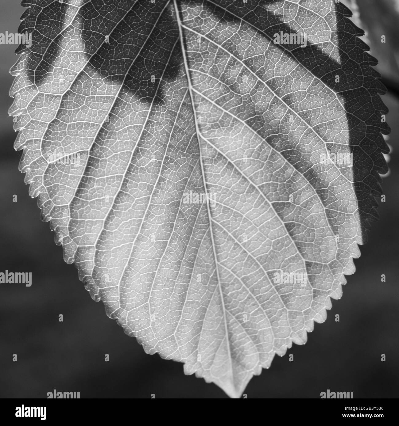 Tree Leaves Black and White Stock Photos & Images - Alamy