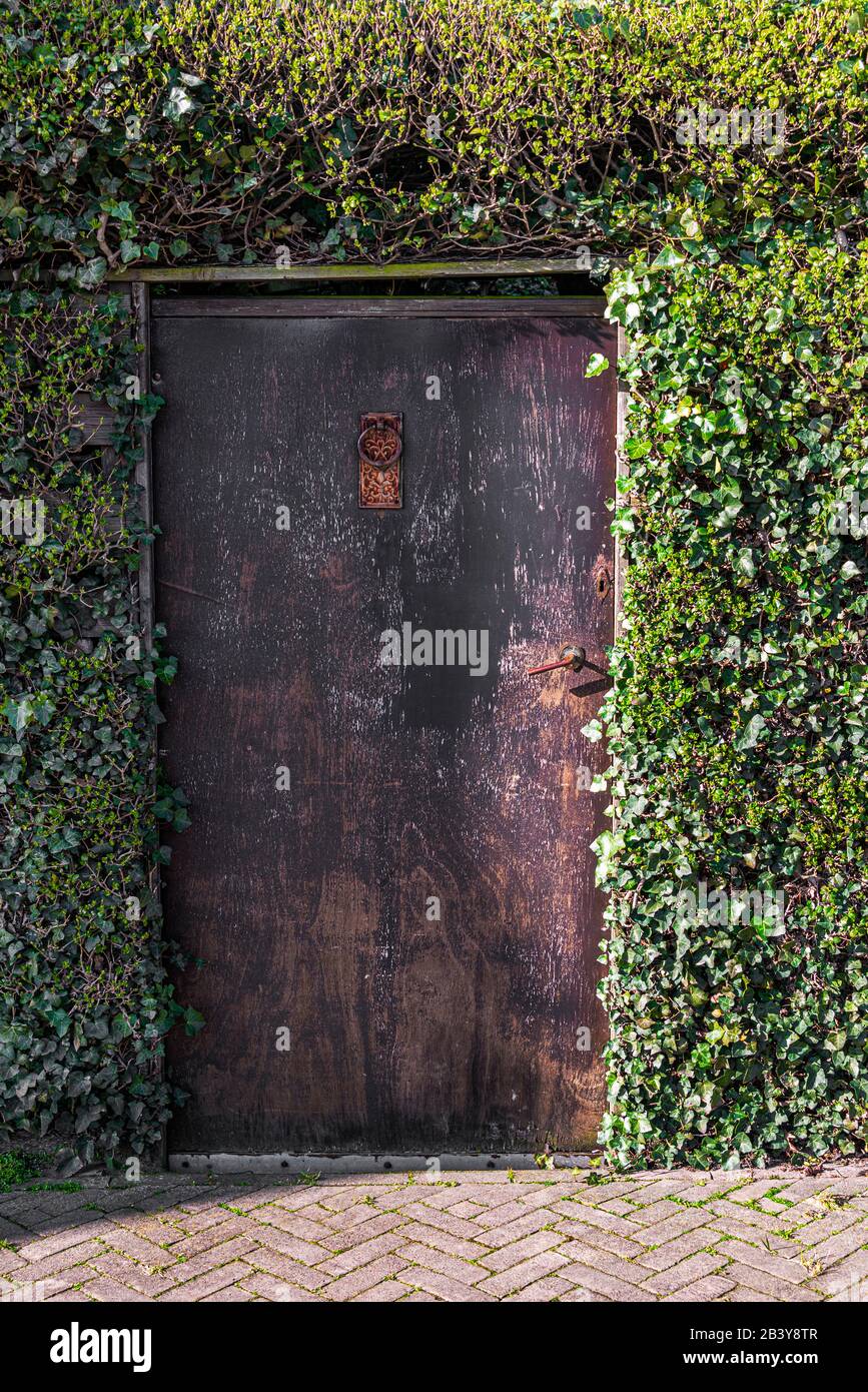 brown weathered door with rusty hangings and locks placed between a green hedge Stock Photo