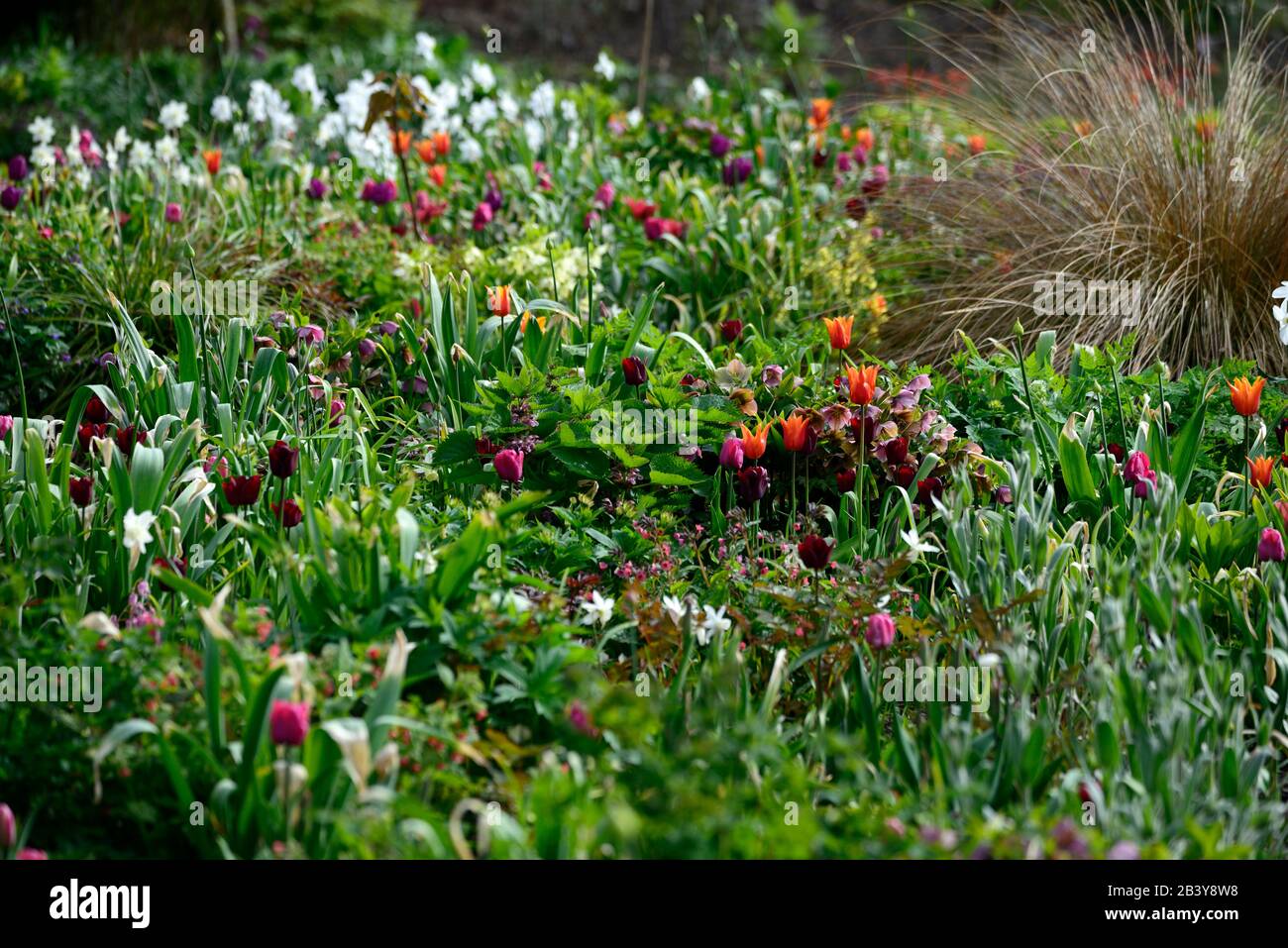 tulips,hellebores,tulip,helleborus,hellebore,mix,mixed flowers,flowering,spring,garden,RM Floral Stock Photo