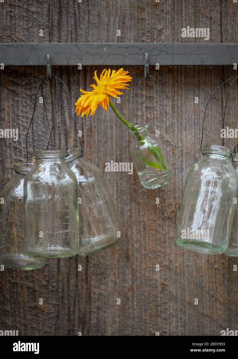 Yellow aster in milk bottles hanging on a garden fence. Stock Photo