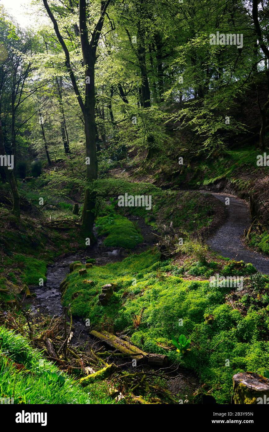 ,stream,river,valley,wood,woodland,shade,shady,beech trees,beech wood,beech grove,RM Floral Stock Photo