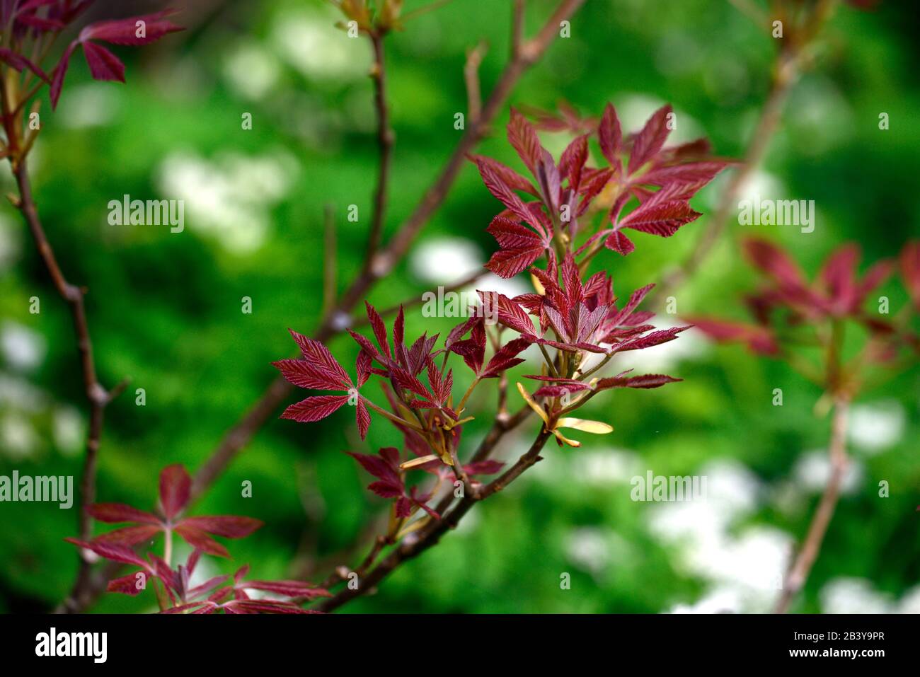Acers japanese maple hi-res stock photography and images - Alamy