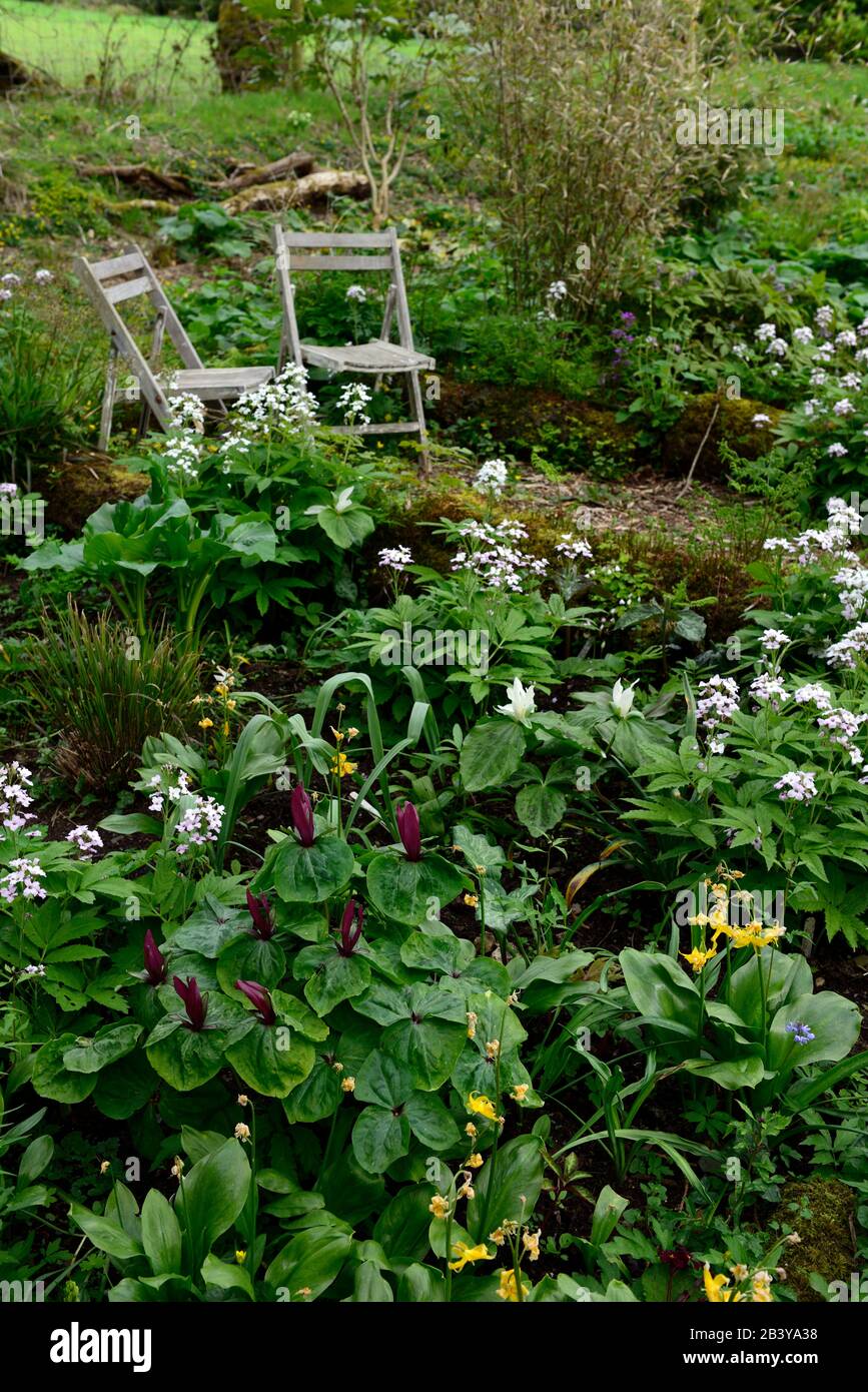 woodland garden,Hunting brook Gardens, flowers,spring flowers,flowering,shade,shady,shaded,woodlander,woodlanders,wood,woodland garden,gardens,leaves, Stock Photo