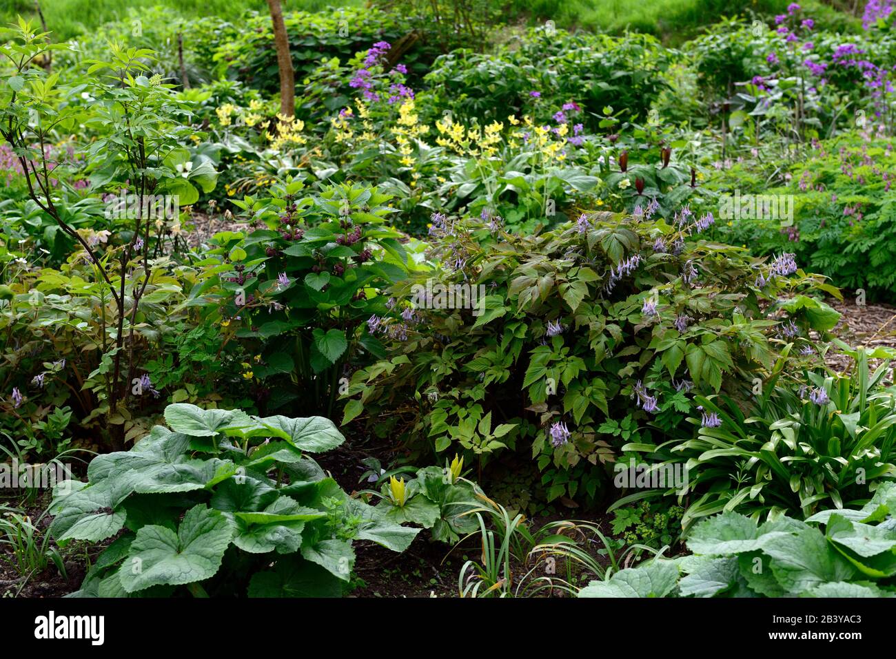 woodland garden,flowers,spring flowers,flowering,shade,shady,shaded,woodlander,woodlanders,wood,woodland garden,gardens,leaves, Stock Photo