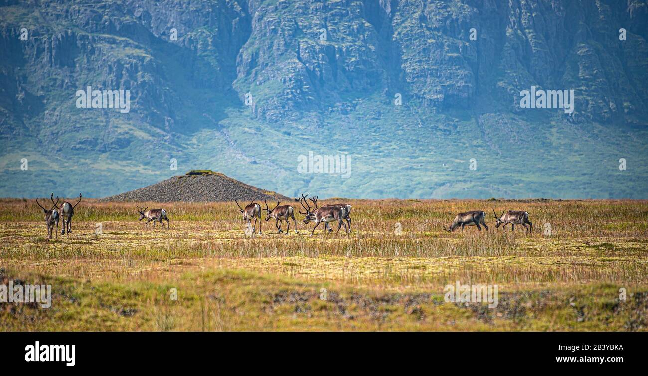 Wild herd of reindeers migrating on South Iceland, summer time Stock Photo