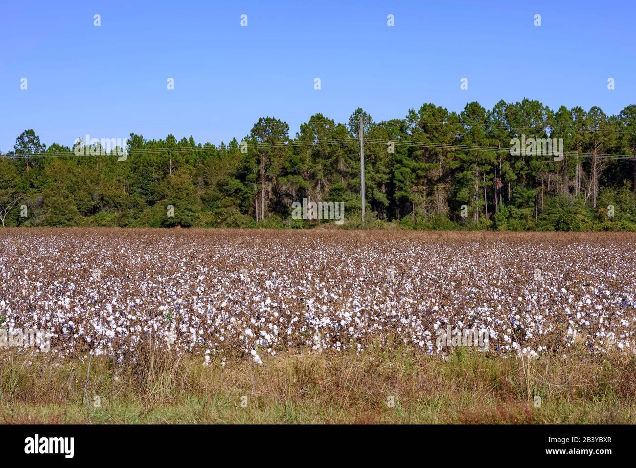 cotton field along a country road in northwest florida Stock Photo