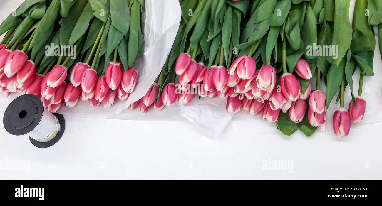 Tulips. Bright tulips. Beautiful tulips in spring time. Colorful tulips flower in the garden. Beautiful tulips on a white background. Place for text Stock Photo