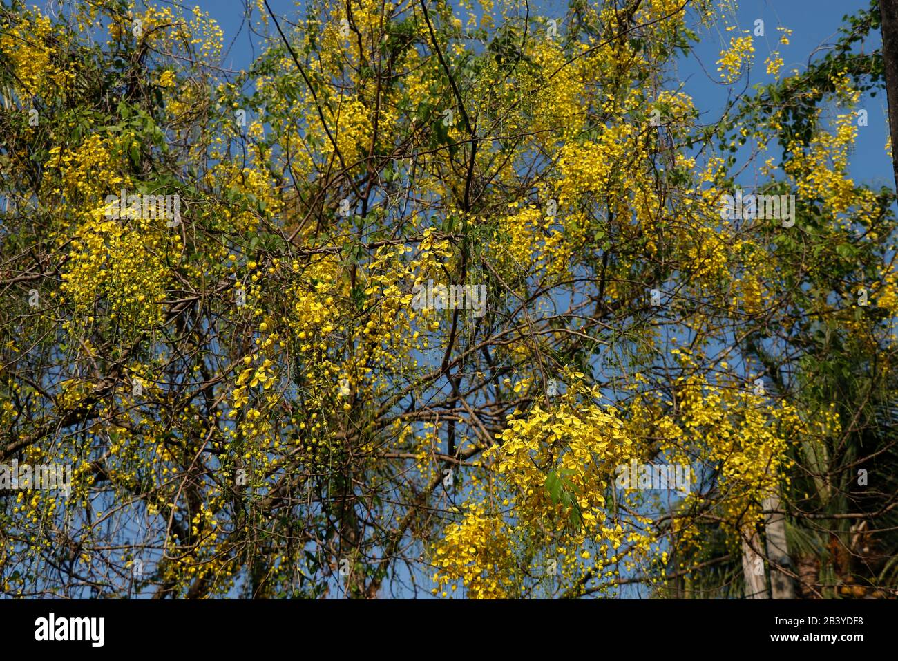 Cassia Fistula flowers (Konnappoovu) in a tree, Kerala, India Stock Photo