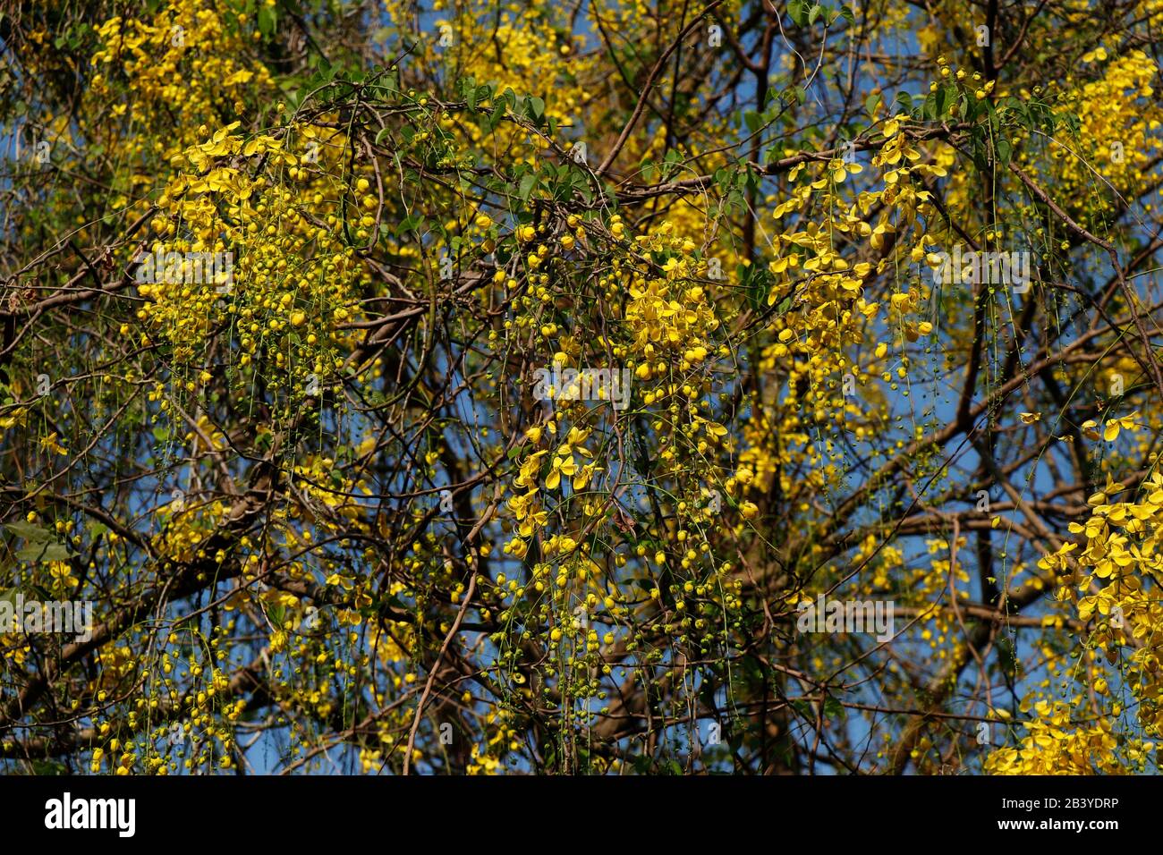 Cassia fistula, commonly known as golden shower, purging cassia, Indian laburnum, or pudding-pipe tree, is a flowering plant Stock Photo