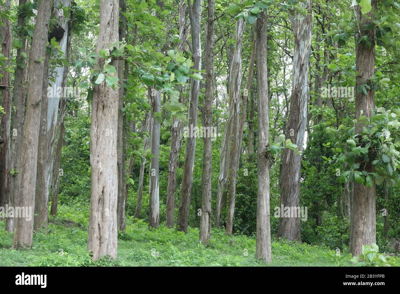 Teak (Tectona grandis) forest Stock Photo