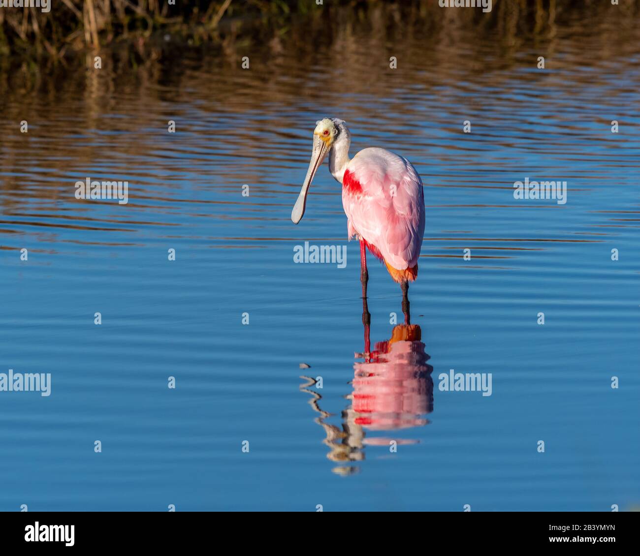 A roseate spoonbill (platalea ajaja) bird wading is reflected in the water in Florida, USA. Stock Photo