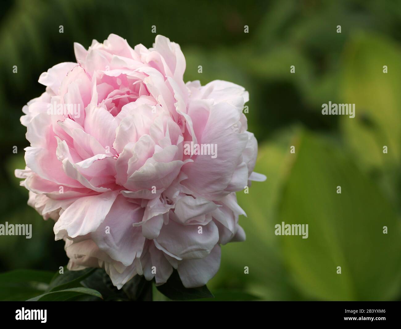 Paeonia  lactiflora Sarah Bernhardt.  Double pink peony flower. Paeonia lactiflora (Chinese peony or common garden peony). One flower Stock Photo