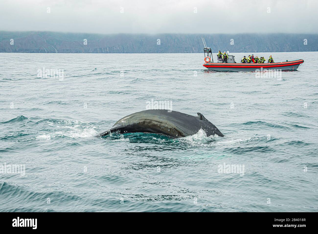 Whale watching excursions hi-res stock photography and images - Alamy