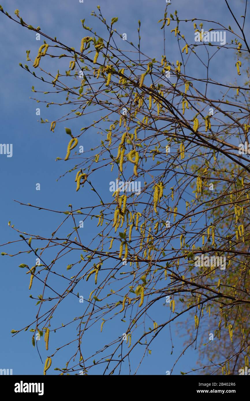 Drooping Yellow Catkins on a Hazel Tree in Spring. Ludwell Valley Park, Exeter, Devon, UK Stock