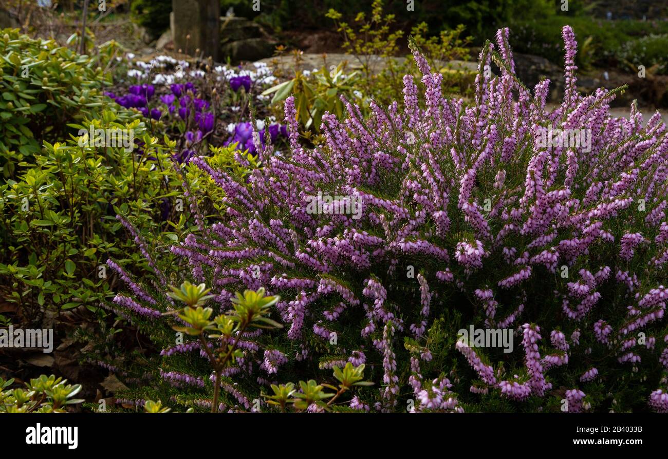 Spring heather in full bloom in a mixed bed with azaleas and crocuses. Stock Photo