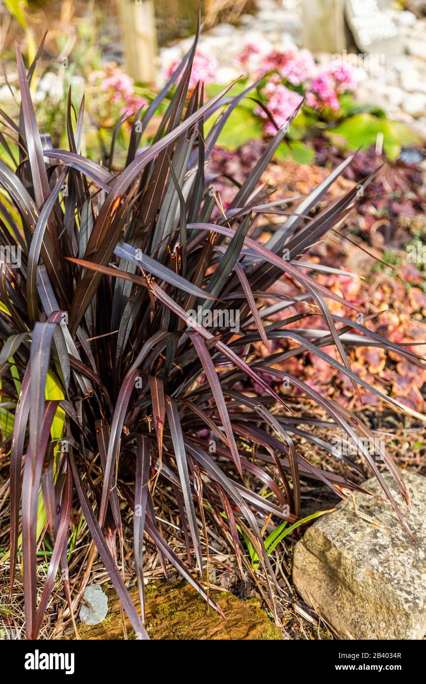 Black grass hires stock photography and images Alamy