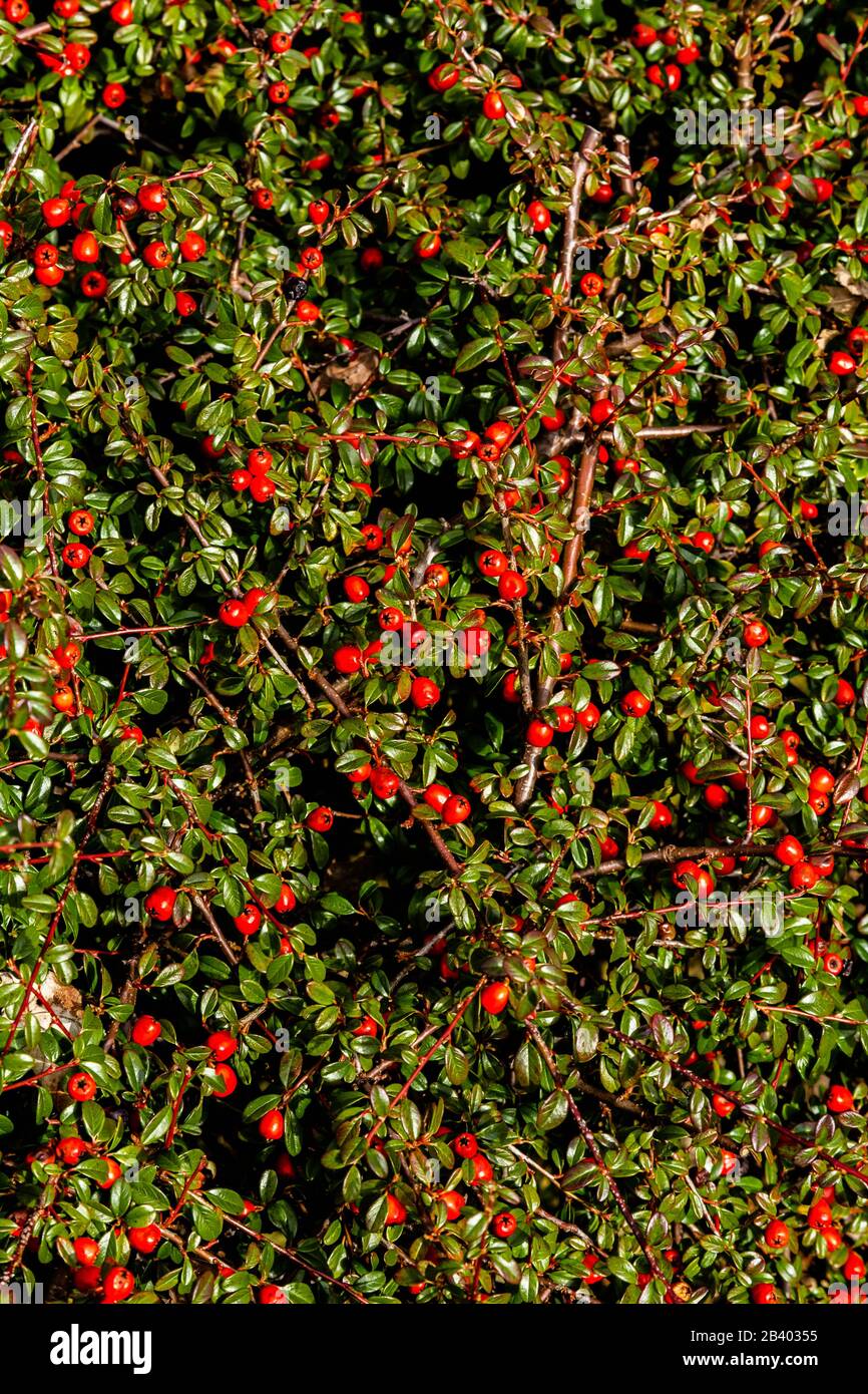 Cotoneaster plant with winter berries Stock Photo