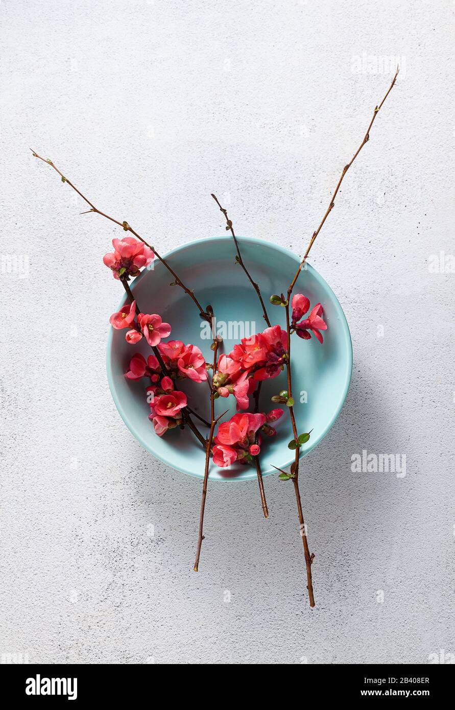 Spring table setting with flowering branches. empty plates. advertising. menu Stock Photo