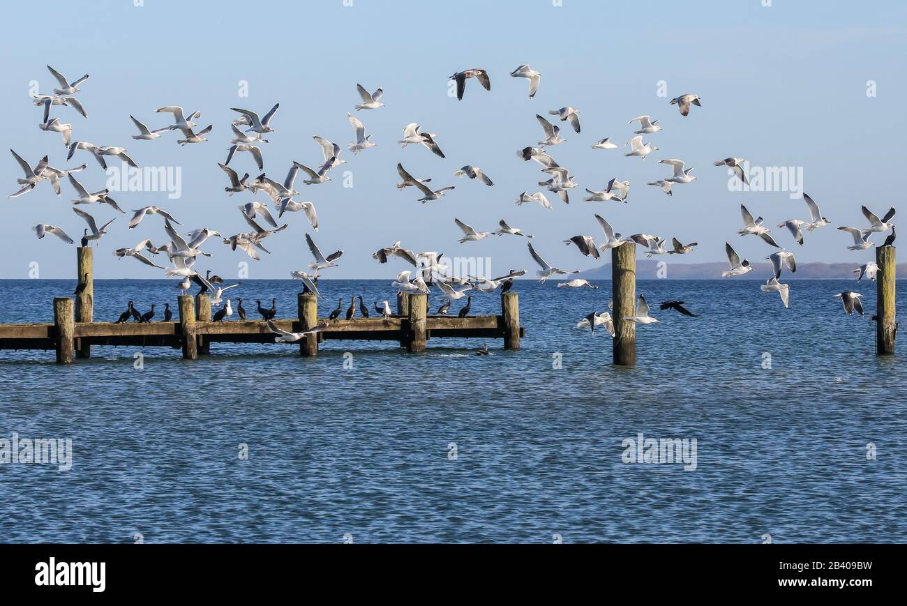 The many seagulls and cormorants compete for the best places on the Baltic Sea in Travemünde, northern Germany. Stock Photo