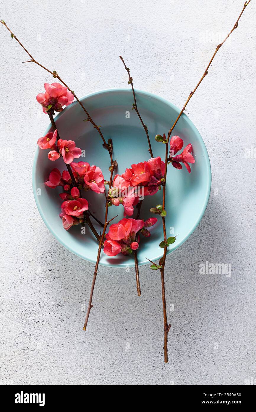 Spring table setting with flowering branches. empty plates. advertising. menu Stock Photo