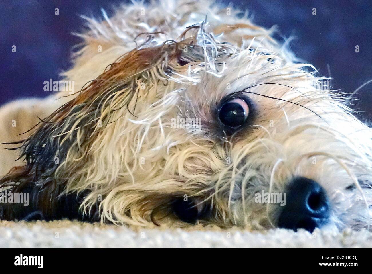 A cute dog‘s face while laying on the floor. Stock Photo