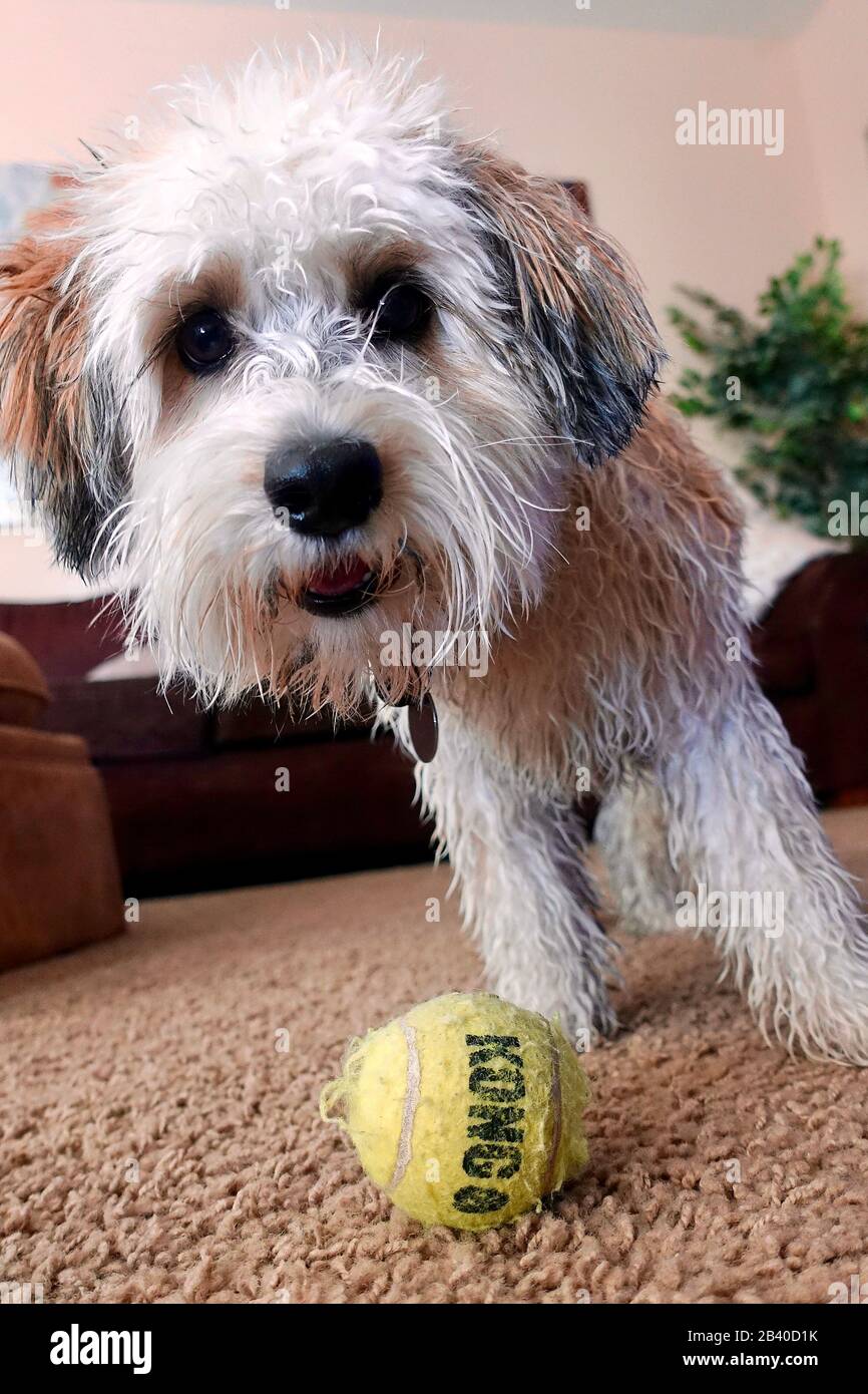 A cute dog with a ball is ready to play. Stock Photo