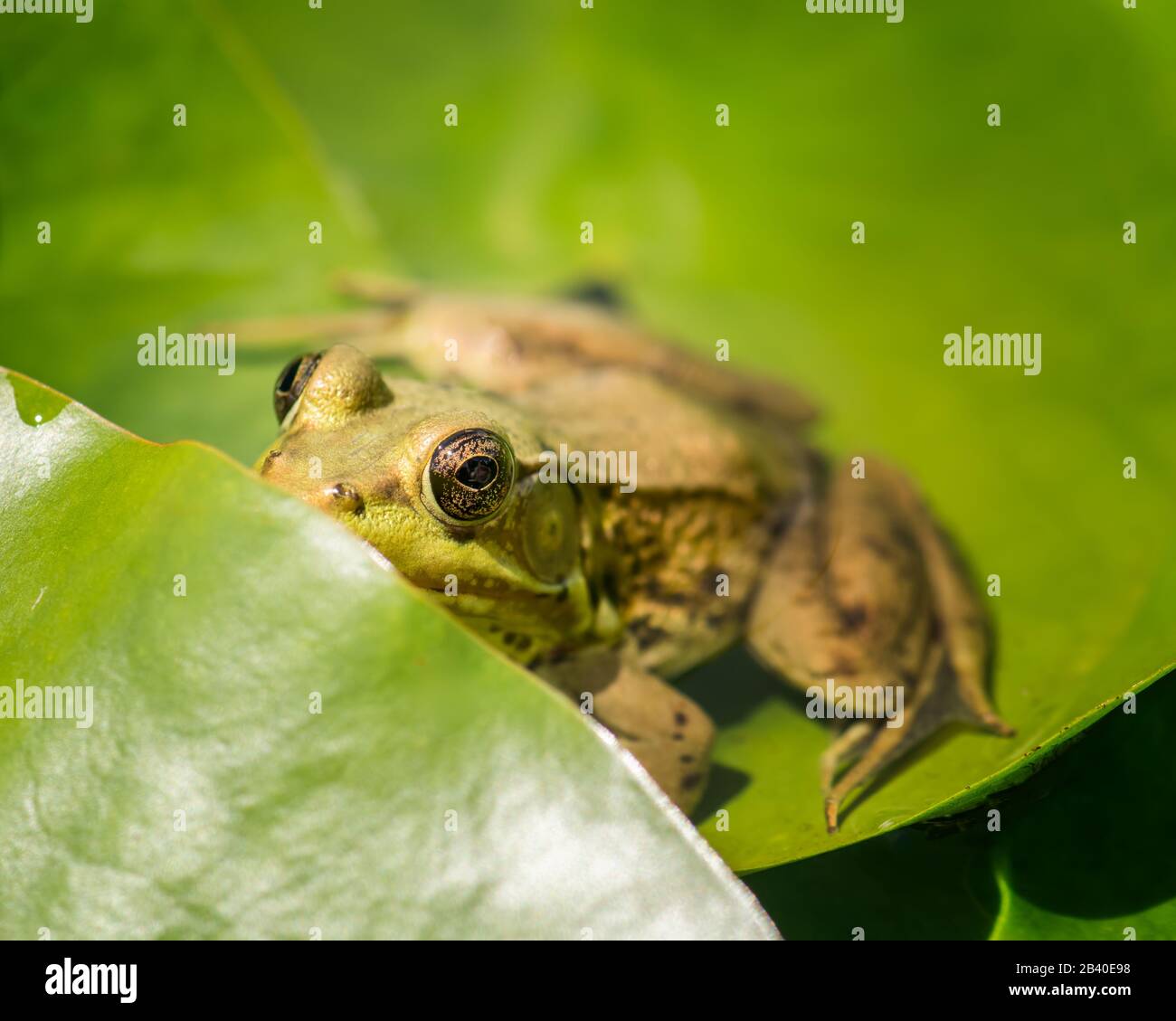 Close up of adorable, bug eyed,bashful frog hiding behind a lily pad in a pond in New Jersey. Stock Photo