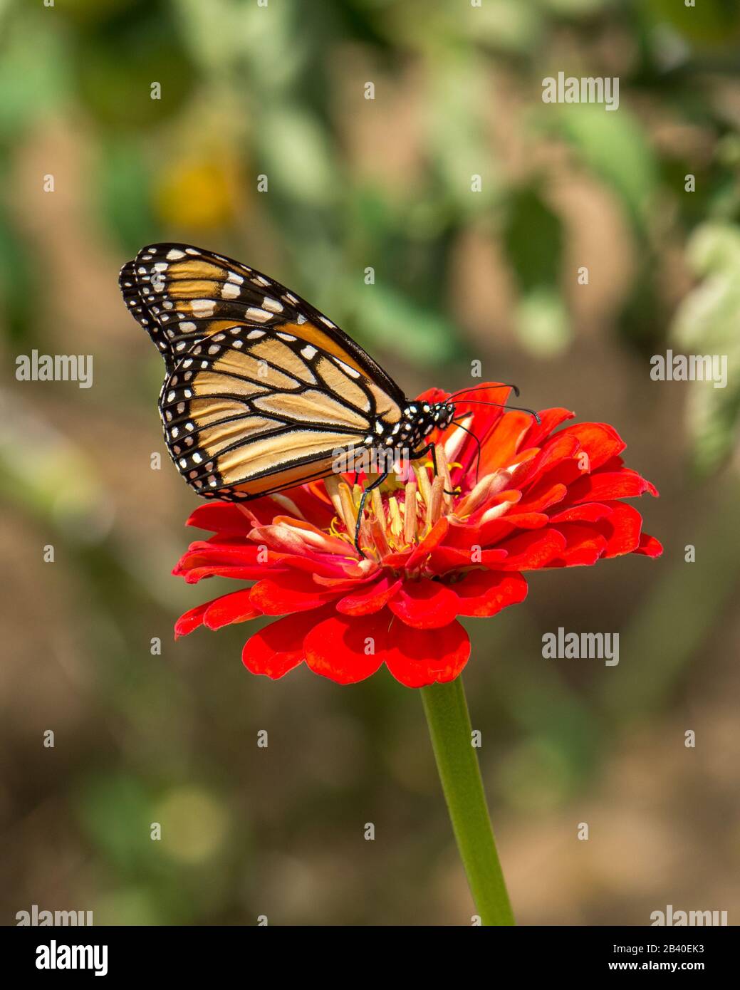 Beautiful, delicate, Monarch Butterfly sipping nectar from bright, orange flower. Stock Photo