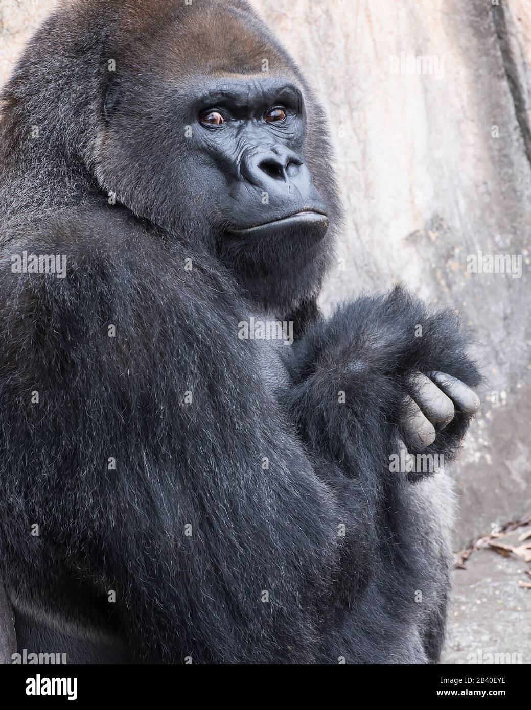 Close up of a massive, intimidating gorilla skeptically looking at the camera. Stock Photo