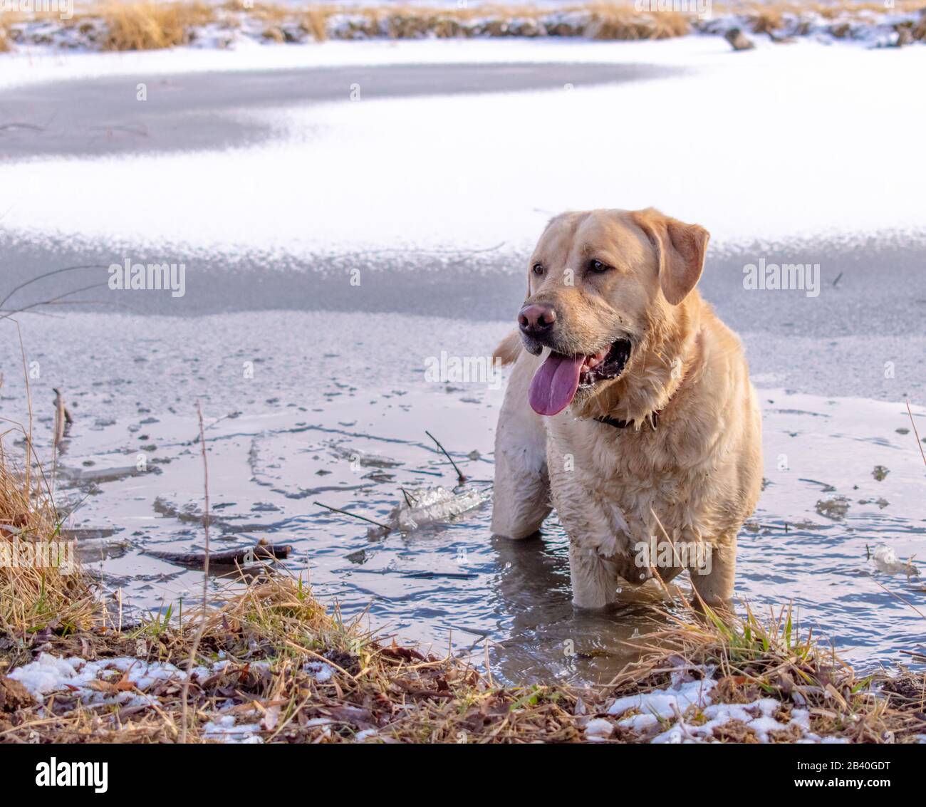Yellow Lab standing in partially frozen lake Stock Photo Alamy