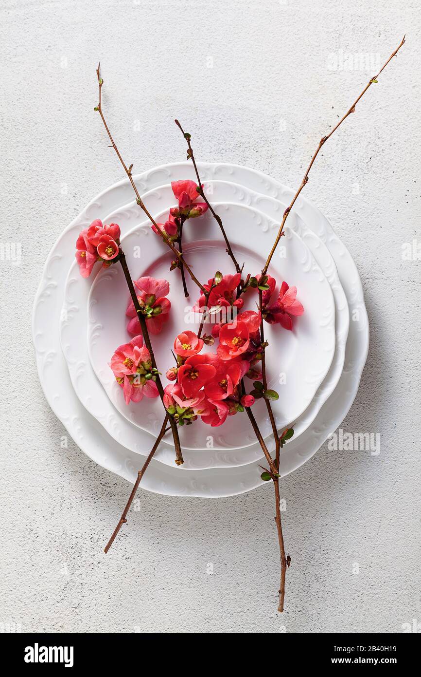 Spring table setting with flowering branches. empty plates. advertising ...