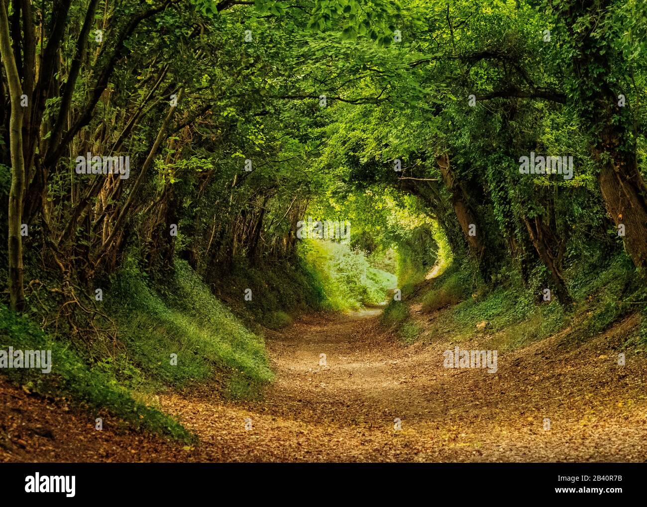 Tree Tunnel Halnaker Stock Photo - Alamy