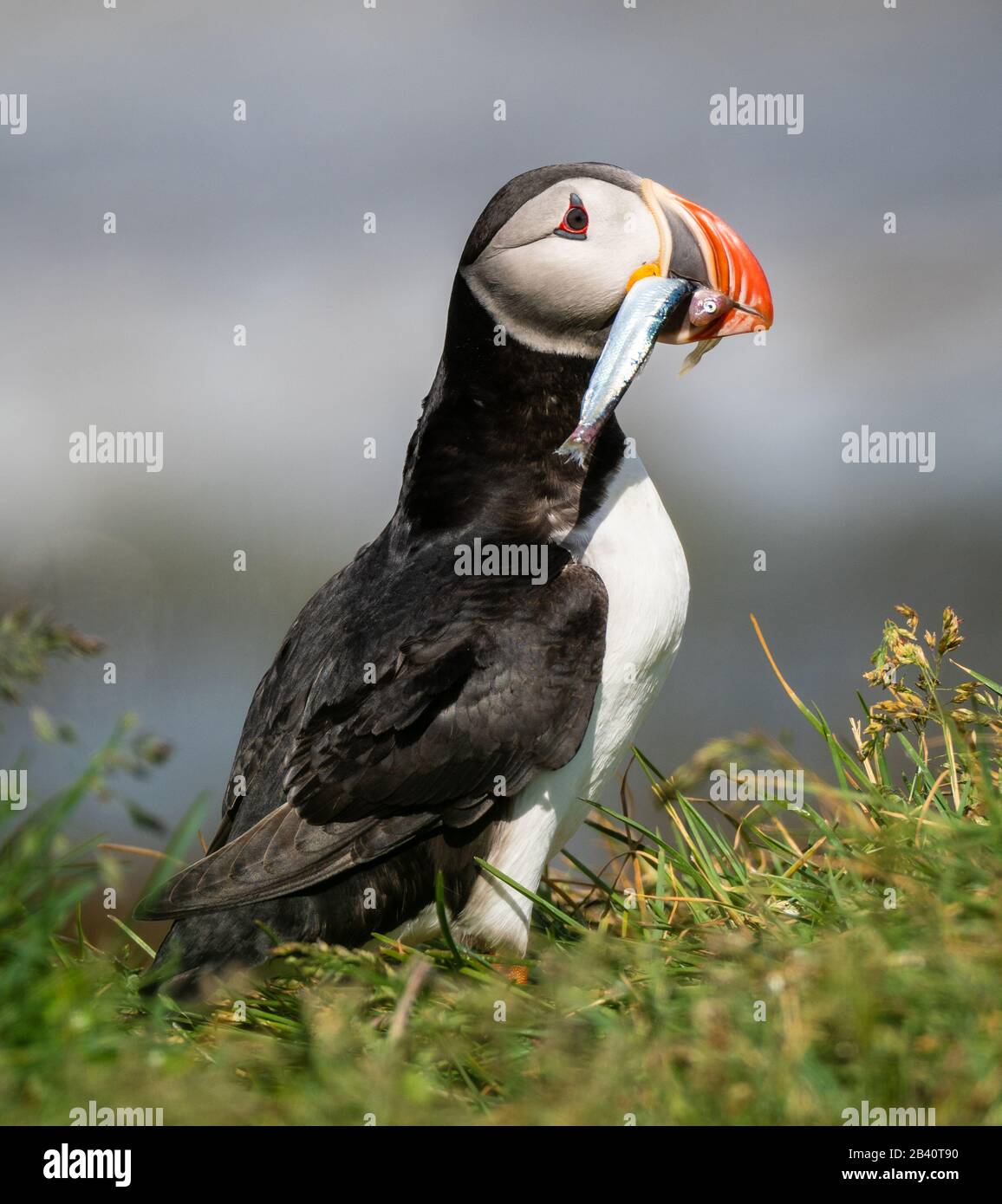 Puffin with Sand Eel Stock Photo