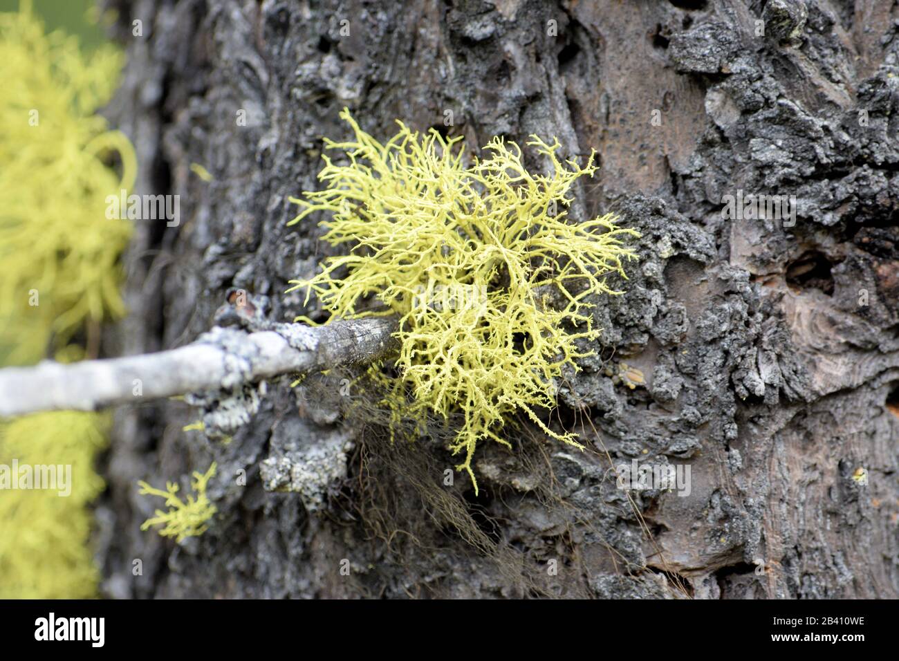 bright chartruse Licon Raindeer Moss cluster Stock Photo - Alamy