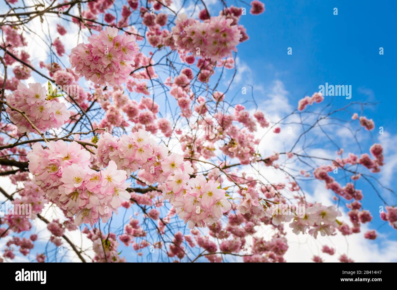 Manhattan new york city park spring tree grass hi-res stock photography ...