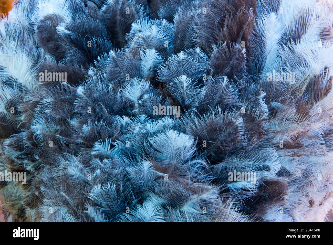 pattern of ostrich plumage on ostrich farm in oudtshoorn, south africa Stock Photo