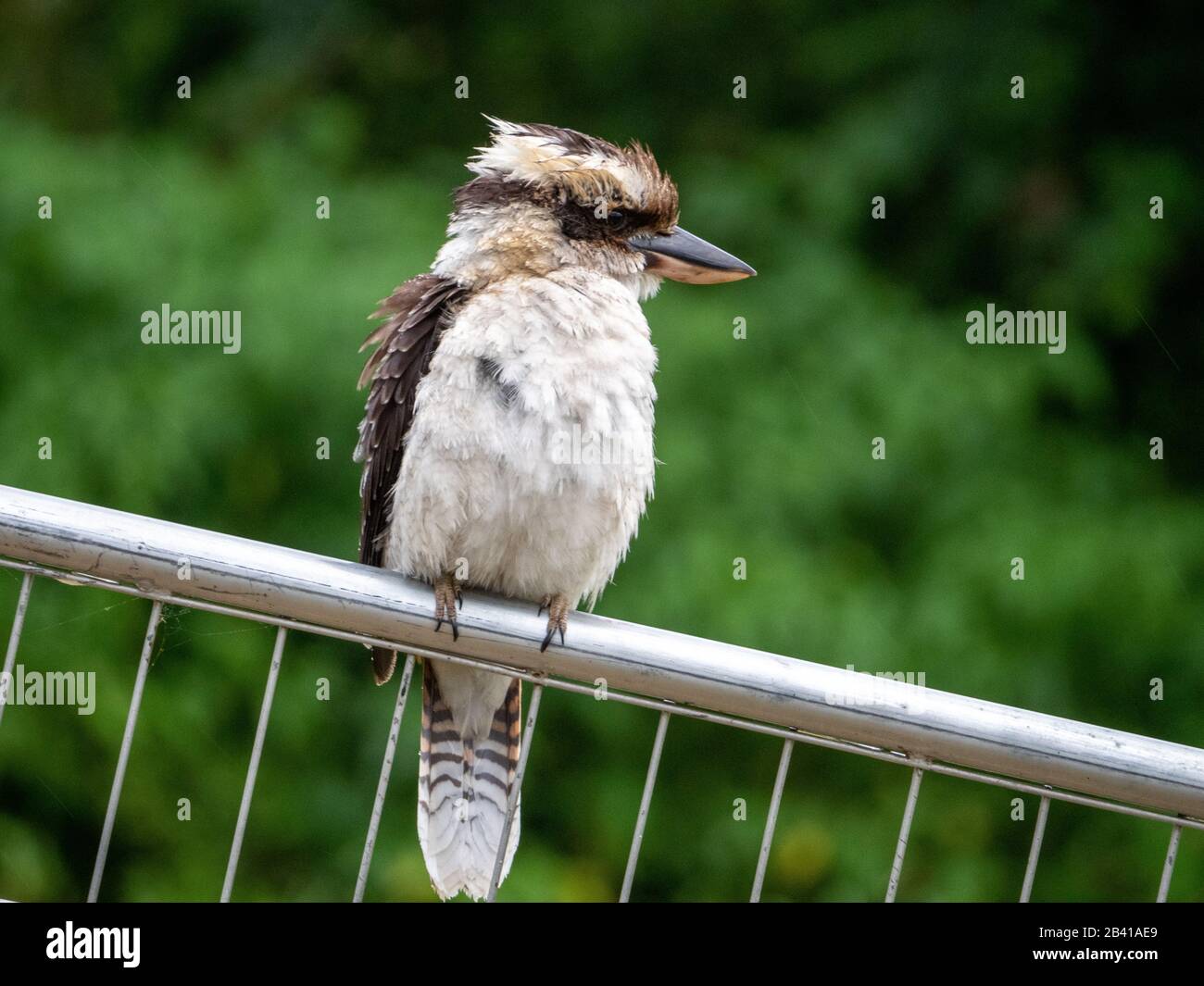 Birds, Kookaburra Australian native bird sitting on the fence, feathers