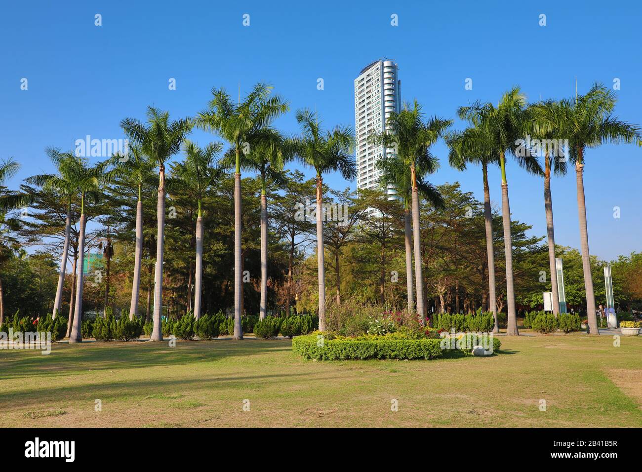 Palm trees in Central Park, Kaohsiung City, Taiwan Stock Photo