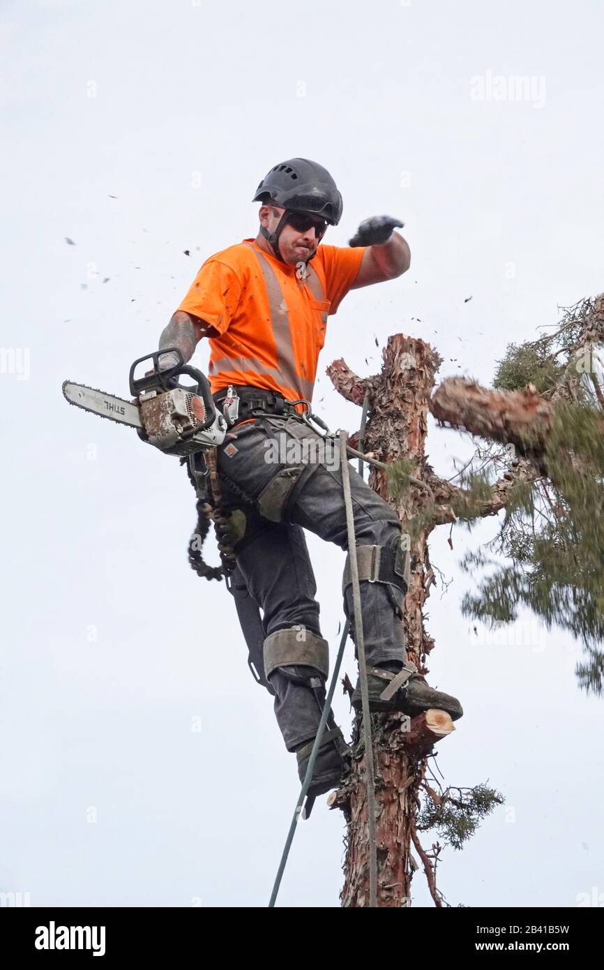 A tree trimmer working for a tree removal service uses a chain saw to cut down this large western juniper tree at a residential home in Bend, Oregon. Stock Photo