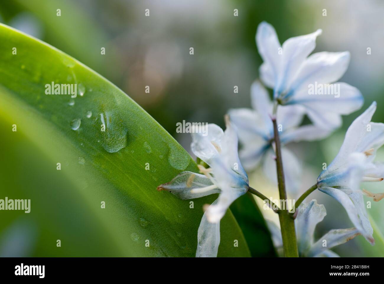 Flower, Blumen Stock Photo