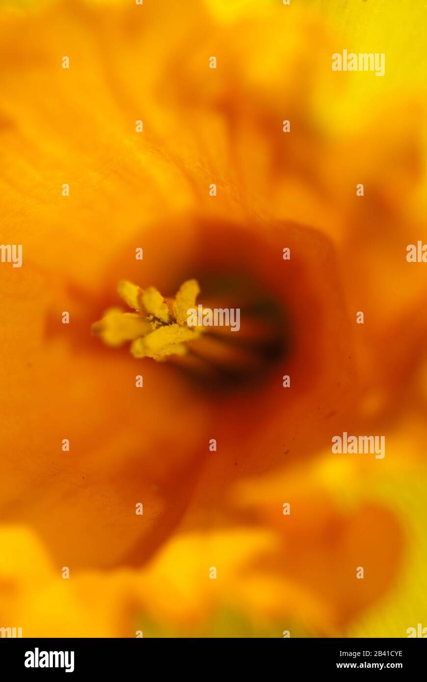 Flower, Blumen Stock Photo