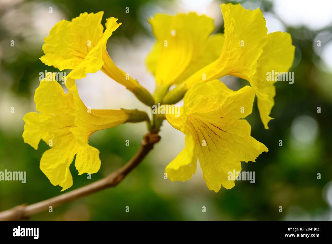 blooming Guayacan or Handroanthus chrysanthus or Golden Bell Tree Stock Photo
