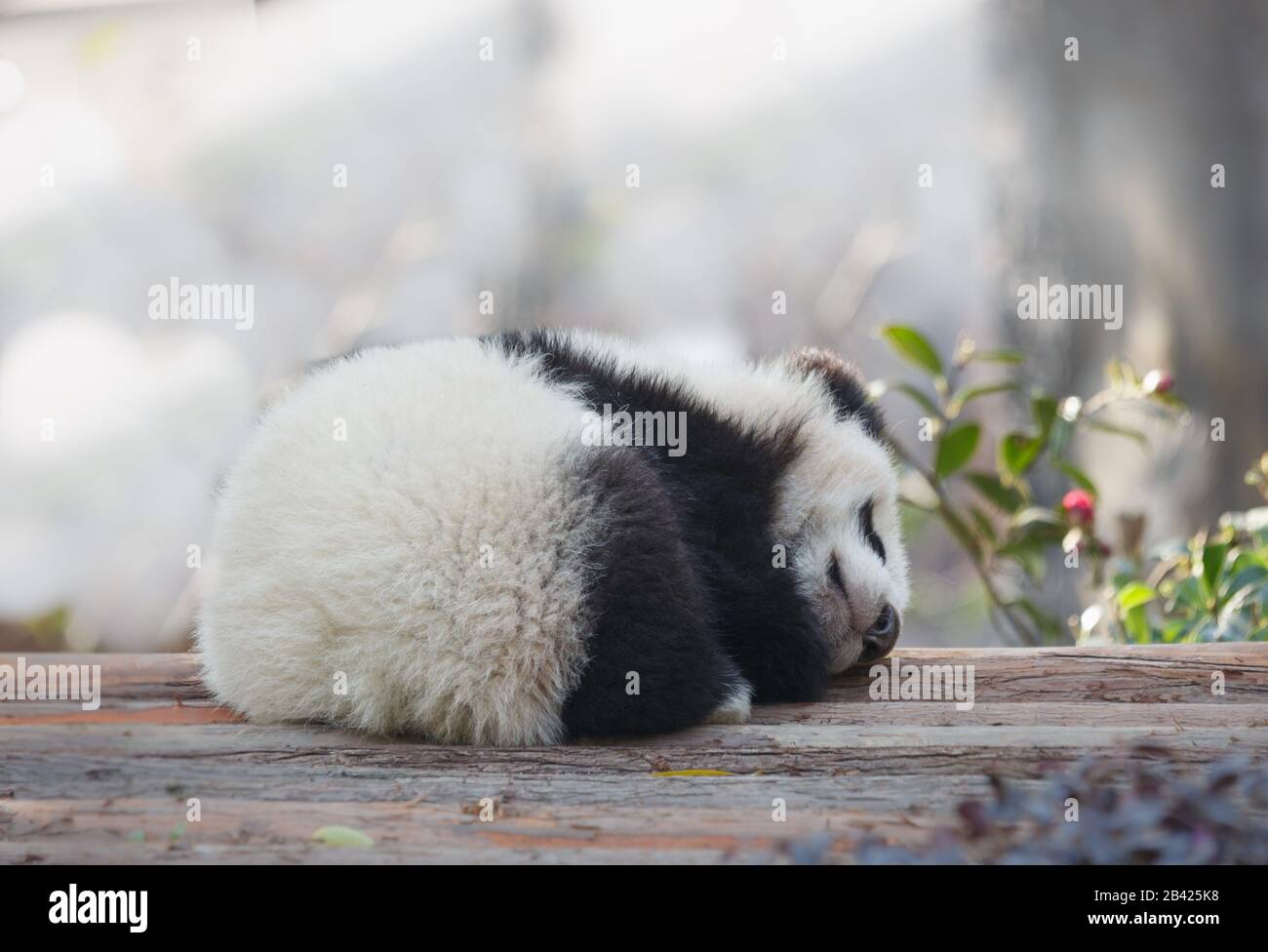 A baby panda lies sleeping Stock Photo